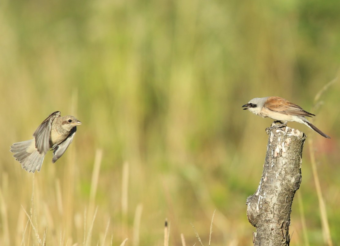 Sortie oiseaux : à la recherche des pies-grièches